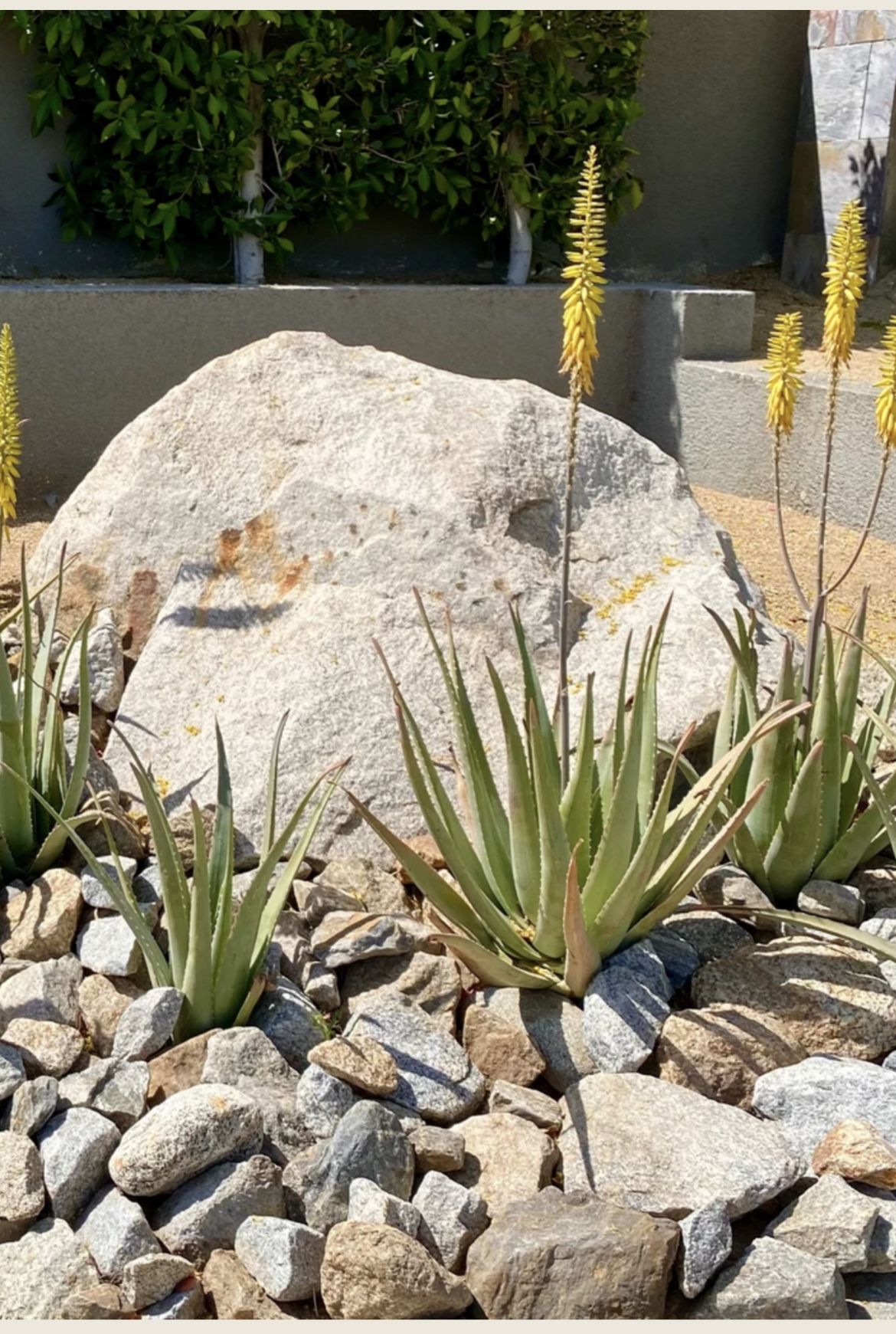 Aloe Vera Landscape with large natural stones